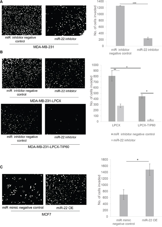miR-22 inhibition results in decreased cell invasion.