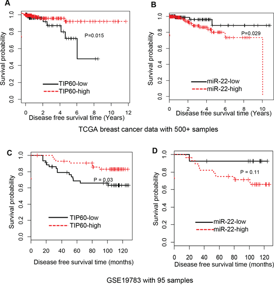TIP60 and miR-22 expression in breast cancer tumors correlated with high and low survival, respectively.