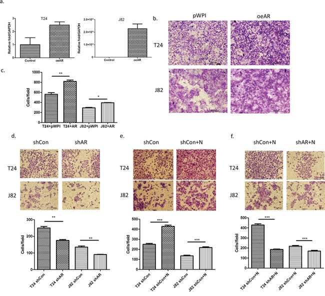 AR is involved in the invasion-promoting effect induced by neutrophils.