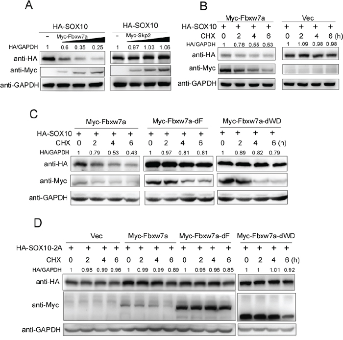 Fbxw7&#x03B1; mediated SOX10 degradation.