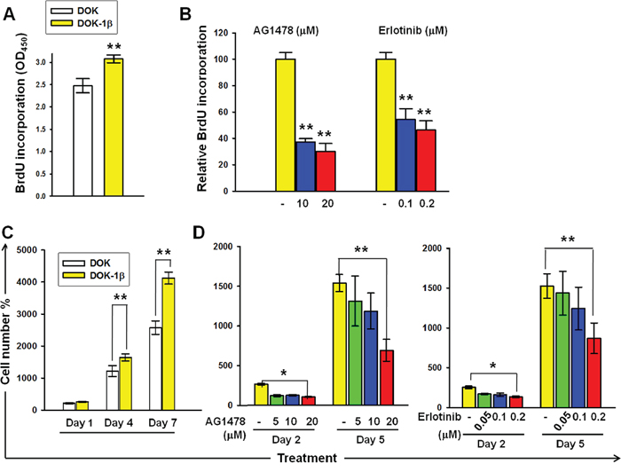 DOK proliferation in response to IL-1&#x03B2; is dependent on EGFR kinase activity.