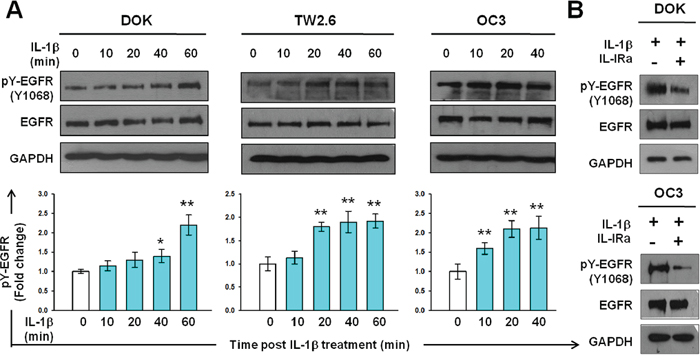 IL-1&#x03B2; induces EGFR tyrosine phosphorylation in DOK and OSCC cell lines.