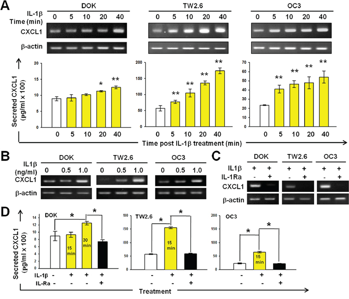 IL-1&#x03B2;-induced CXCL1 production in DOK and OSCC cell lines.