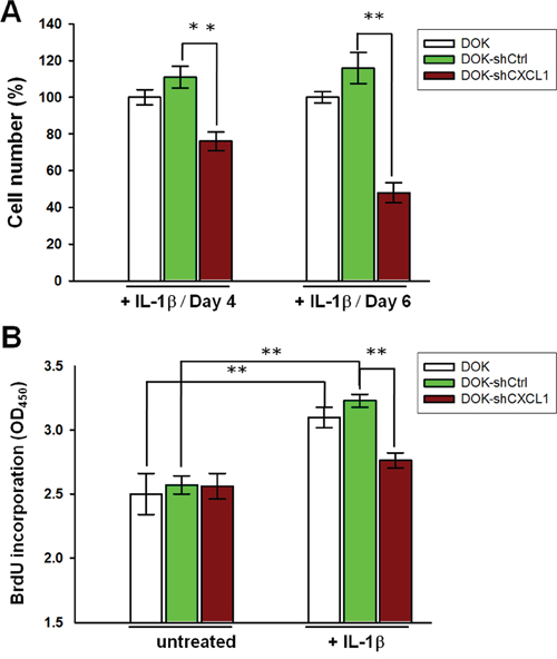 Knockdown of CXCL1 reduces IL-1&#x03B2;-mediated proliferation in DOK cell line.