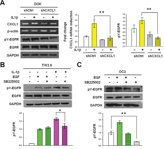 CXCL1 and CXCR2 are required for IL-1&#x03B2;-mediated EGFR tyrosine phosphorylation.