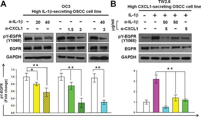 Reduction of CXCL1 or IL-1&#x03B2; activities reduces the phosphorylation of EGFR in OSCC cells.