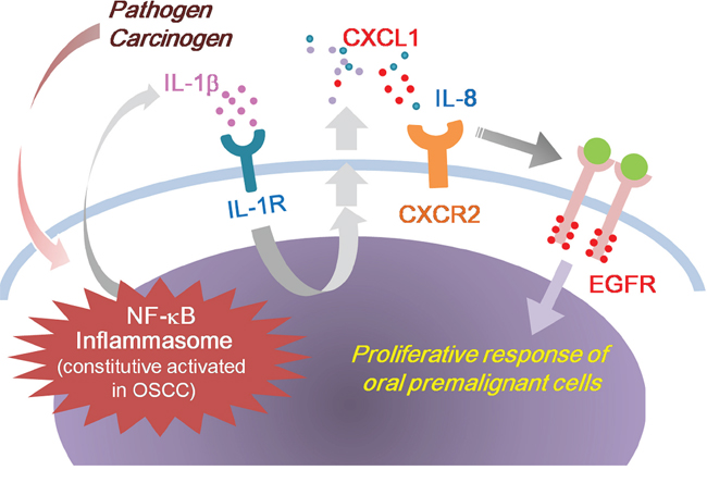 Model outlining the role of IL-1&#x03B2; in the regulation of EGFR signaling and oral malignant transformation.