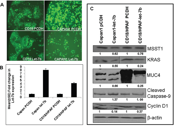 Overexpression of Let-7b in human PC cell lines.