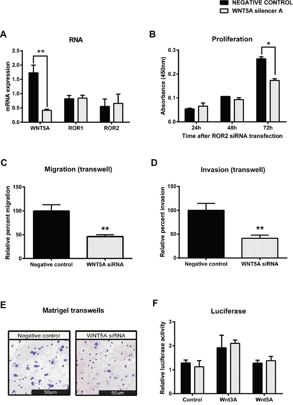 Knockdown of WNT5A in serous ovarian cancer decreases migration and invasion.