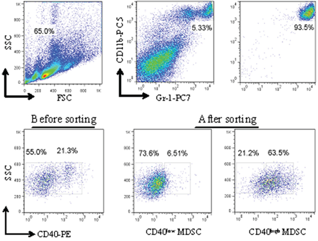 Isolation of CD40high and CD40low MDSC from MFC tumors by fluorescence-activated cell sorting (FACS).
