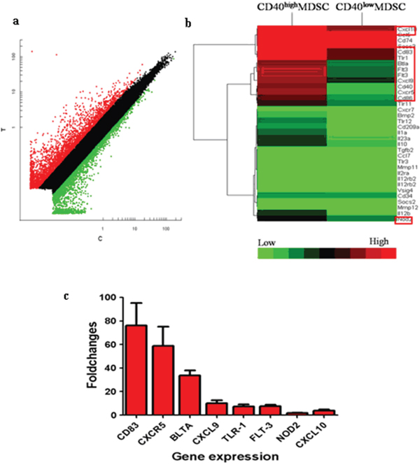 CD40high and CD40low MDSC presented distinct gene expression profiles.