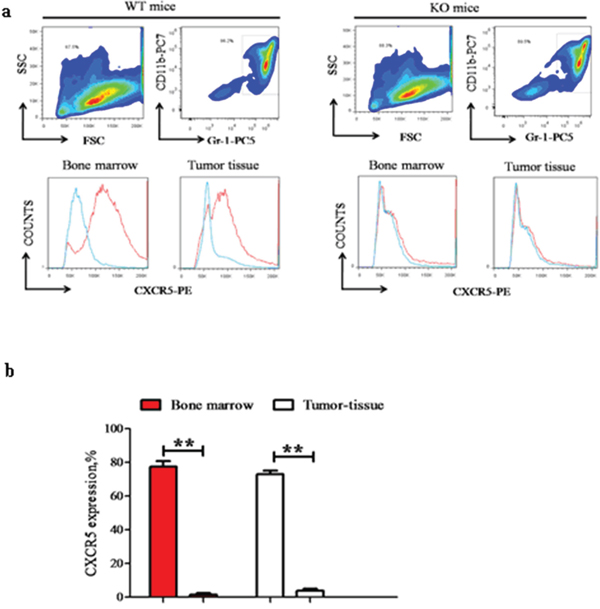 CD40 is essential for CXCR5 expression in MDSC.