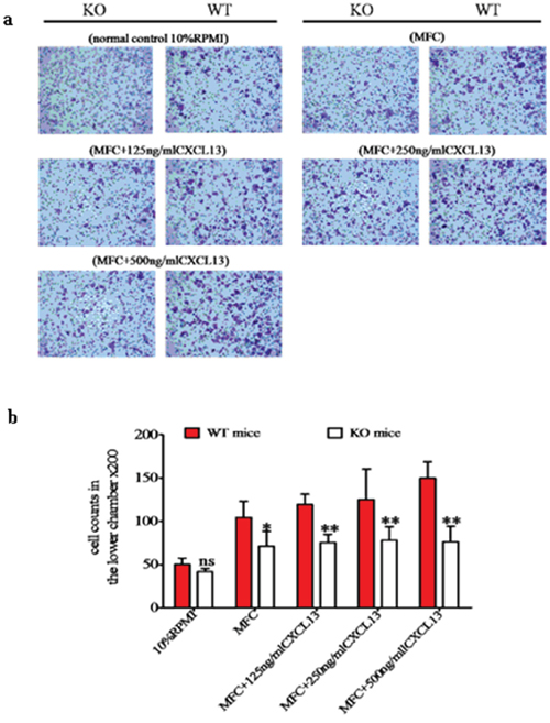 The CXCR5-CXCL13 axis regulates the directional migration of CD40+ MDSC towards MFC cancer cells.