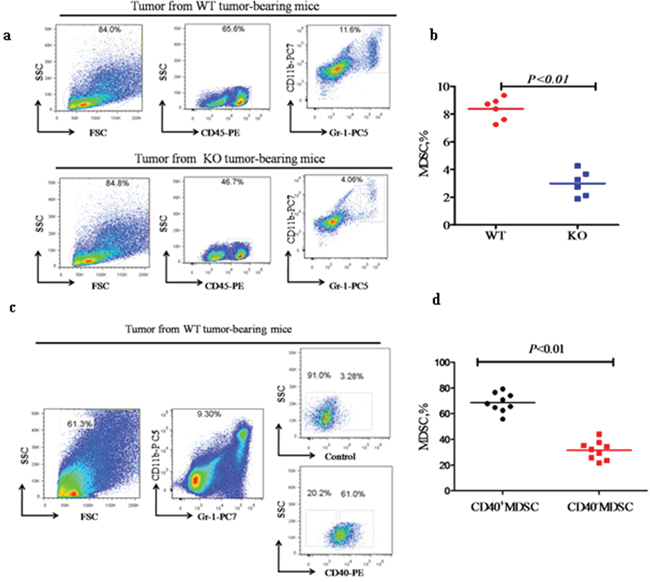 CD40 expression is associated with increased MDSC recruitment to tumor tissues.