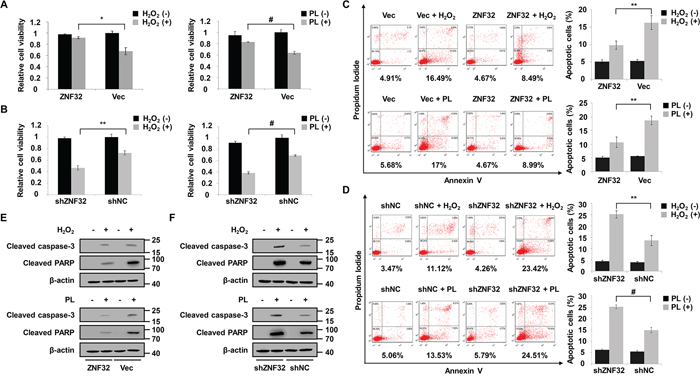 ZNF32 protects against oxidative stress-induced apoptosis.