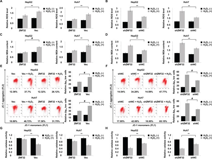 ZNF32 contributes to ROS defense and the maintenance of mitochondrial membrane potential in response to oxidative stress.