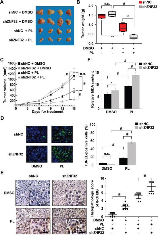 ZNF32 knockdown enhances the toxicity of the pro-oxidant drug PL in vivo.