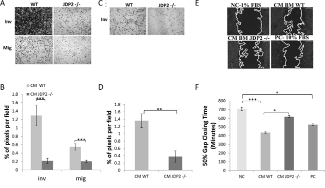 Conditioned medium of JDP2-expressing BMDCs promotes invasion and migration.