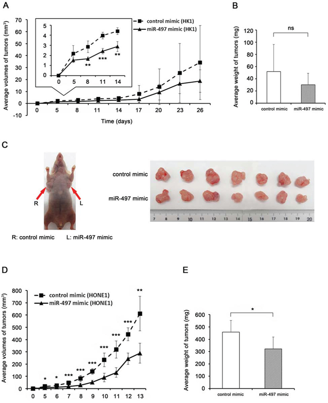 miR-497 inhibits NPC tumor growth in vivo.