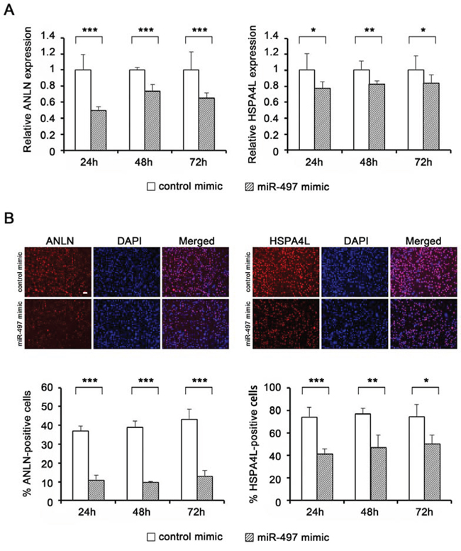 Target gene expression levels in NPC cells following transfection with miR-497 mimic.