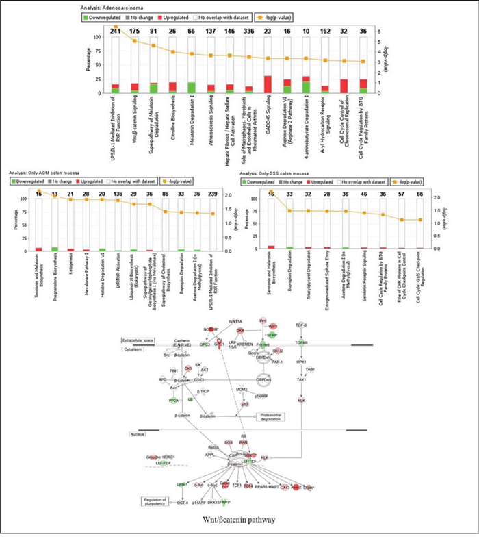 Enriched canonical pathways of the differentially expressed genes as determined by Ingenuity Pathway Analysis (IPA).