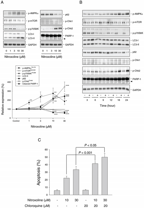 Effect of nitroxoline on the expression of several proteins and examination of autophagy-mediated cytoprotective effect.