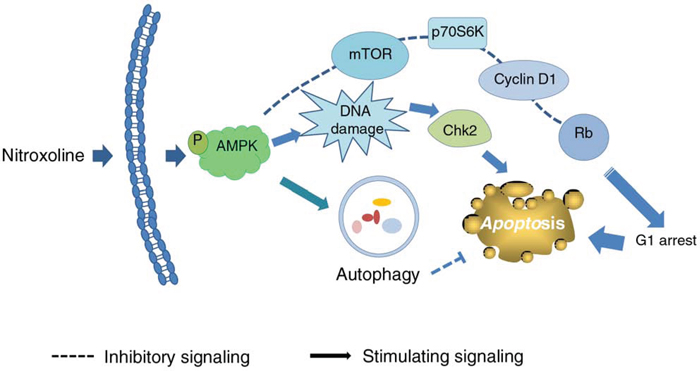 Schematic figure for nitroxoline-mediated signaling pathways on the inhibition of cell proliferation and apoptosis.