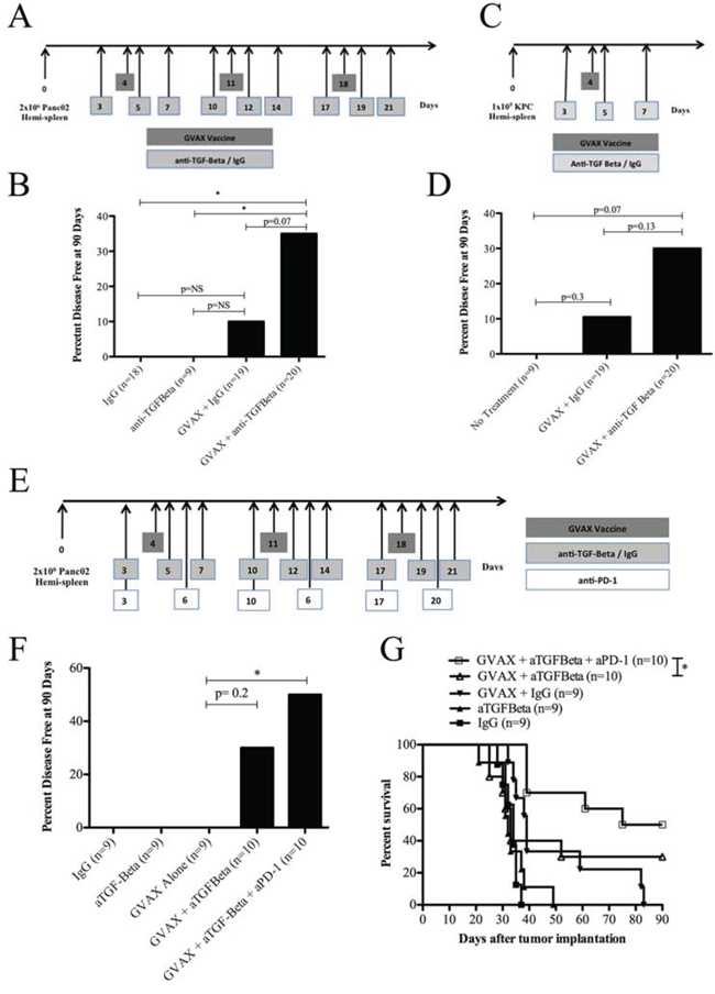 Combination therapy with GVAX and &#x03B1;TGF-&#x03B2; blockade improves clinical outcomes in a PDA mouse model.