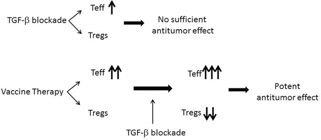 A diagram illustrating the potential effects of TGF-&#x03B2; inhibitors in combination with the pancreatic cancer vaccine therapy.