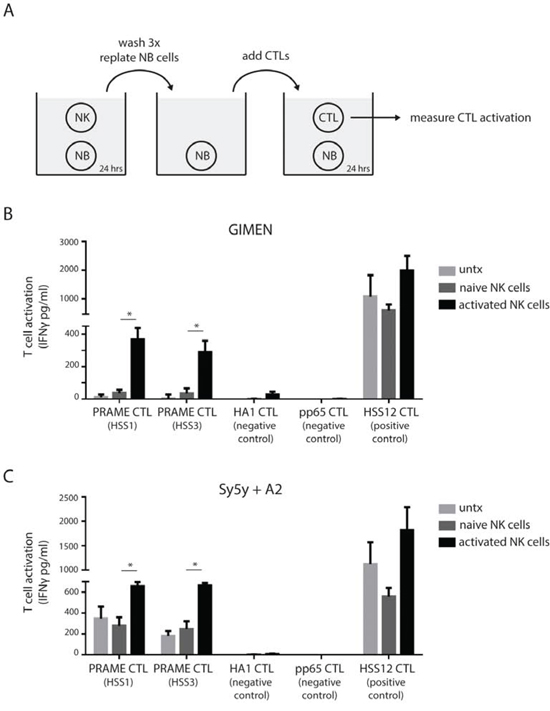 NK cells transform neuroblastoma cells into PRAME CTL targets.