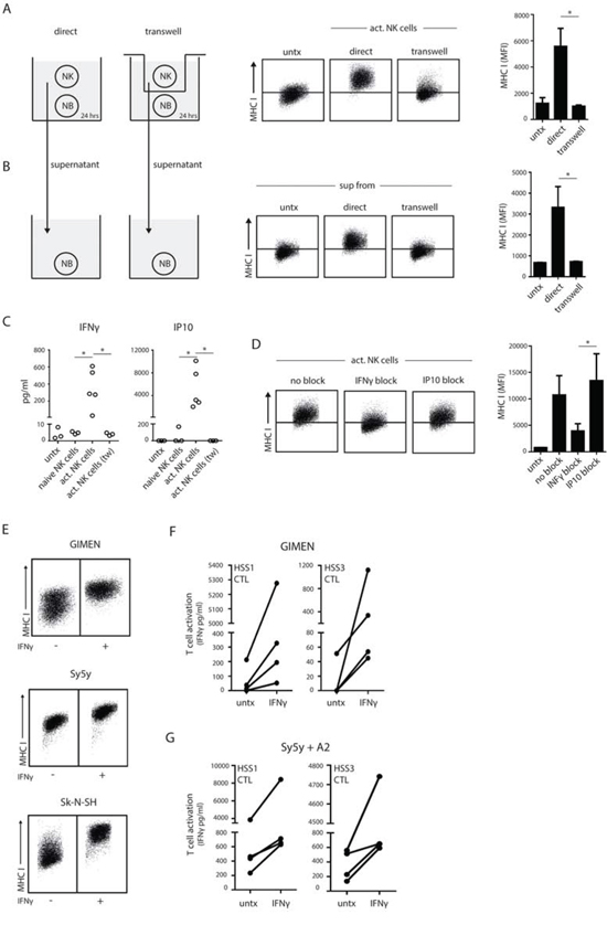 Contact-dependent release of IFN&#x03B3; enhances MHC I on neuroblastoma.
