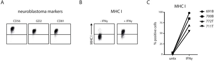 Patient-derived stage 4 neuroblastoma cells show IFN&#x03B3;-induced MHC I upregulation.