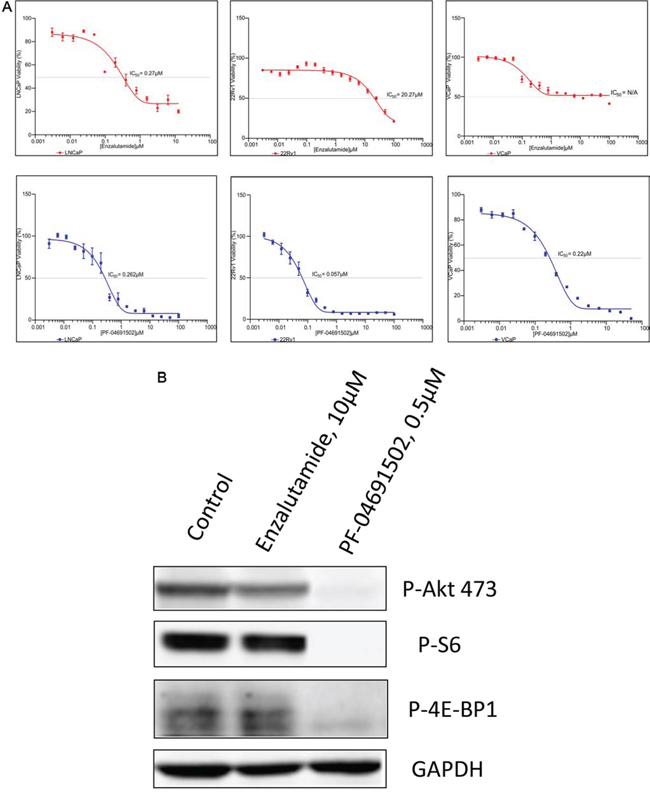 Antiproliferative activity of PI3K/mTOR inbibitor and AR inhibitor in prostate cancer cell lines.