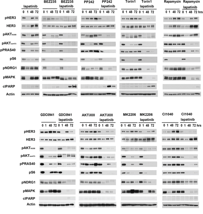 The effects of lapatinib combinations on downstream signaling.