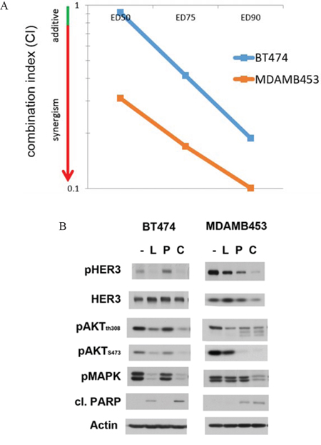 Lapatinib and mTor inhibitor combination in other HER2-amplified cell lines.