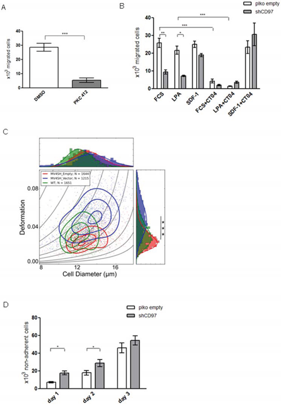 The migration, deformability and adhesion capacity of MV4-11 cells is modulated by CD97 knock down.