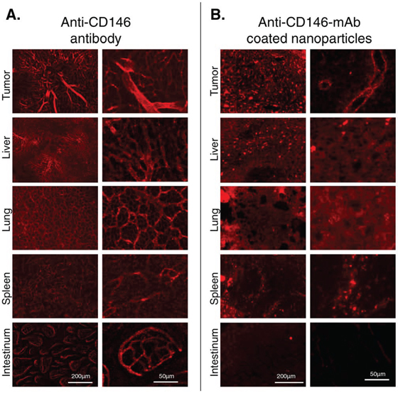 The binding of anti-CD146 mAb (A) and anti-CD146 coated nanoparticles (B) in vivo was studied using fluorescence microscopy.