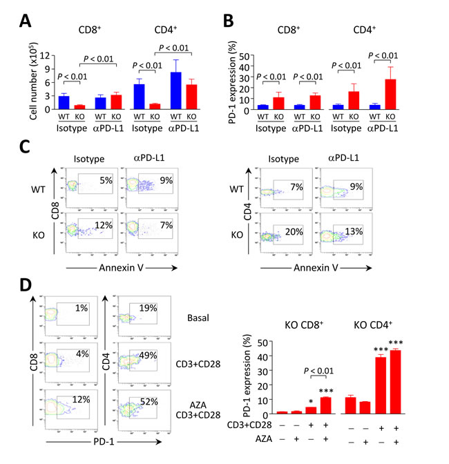 Breakdown of PD1/PD-L1 interaction contributes to accumulation of intrahepatic CD8