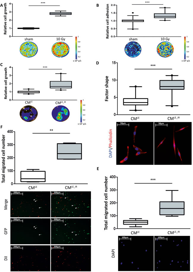 Impact of irradiated lung epithelial cells on breast cancer cell adhesion and growth.