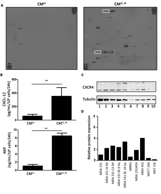 Increased secretion of CXCL12 and MIF by irradiated lung epithelial cells.