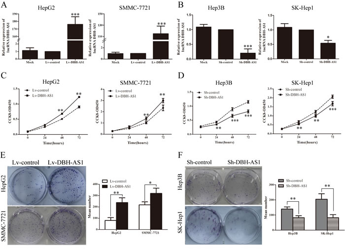 LncRNA DBH-AS1 promotes HCC cell proliferation