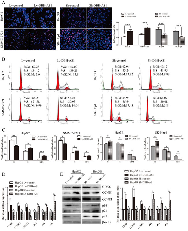 LncRNA DBH-AS1 induces cell-cycle progression in HCC cells.