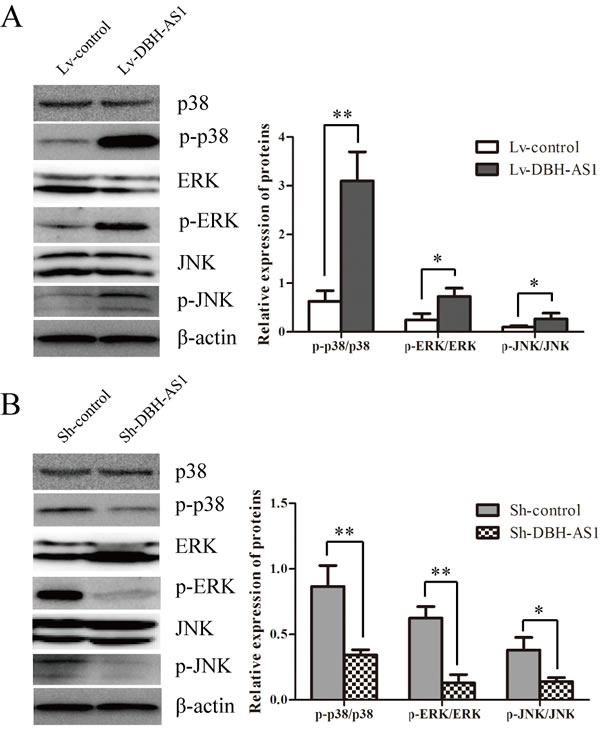 LncRNA DBH-AS1 activates MAPK signaling pathways.