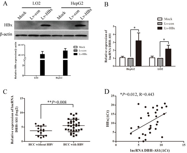 HBx induces the expression of lncRNA DBH-AS1.