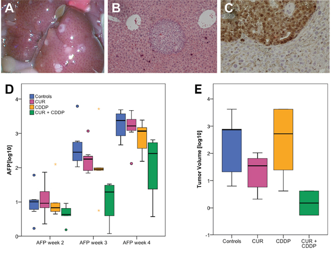 Tumor uptake in the orthotopic HCC model and AFP decrease after oral micellar curcumin feeding.