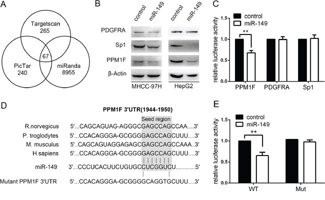 miR-149 down-regulates PPM1F expression by directly targeting its 3&#x2032;-UTR.