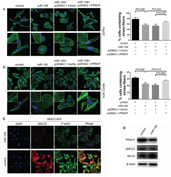 miR-149 regulated stress fiber formation, and PPM1F rescued the loss of stress fibers in HCC cells.