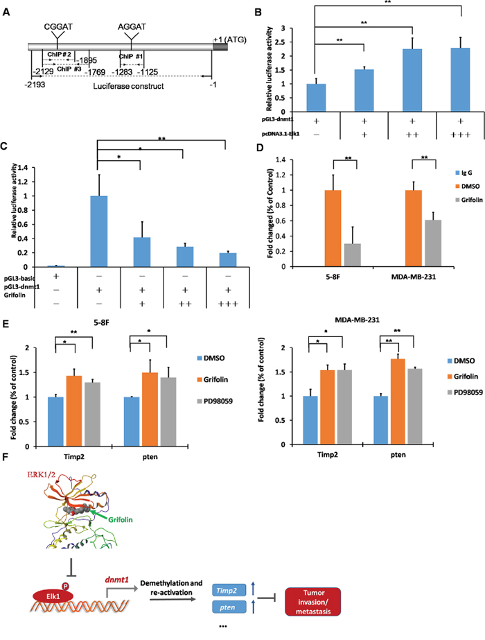 Grifolin suppresses ELK1-DNMT1 signaling to demethylate and restore epigenetically silenced metastatic suppressor genes.