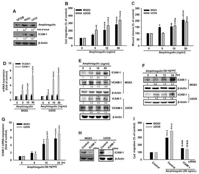 ICAM-1 regulates the AREG-induced cell migration of osteosarcoma.