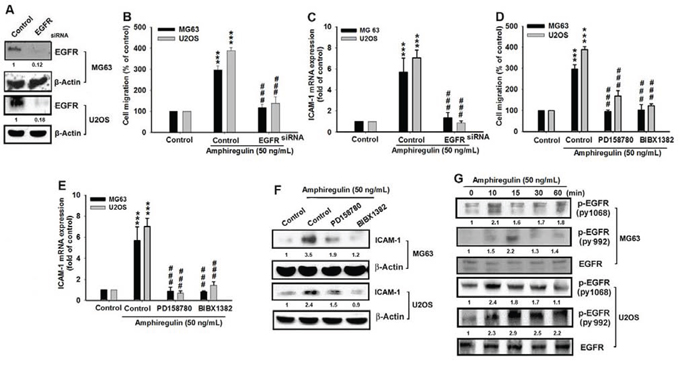 EGFR is involved in AREG-mediated migration of human osteosarcoma cells.